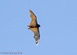 Flying Foxes (Pteropodidae)
