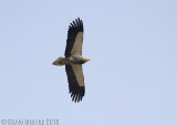 Egyptian Vulture (Neophron percnopterus ginginianus)