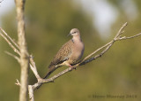 Spotted Dove (Spilopelia chinensis)