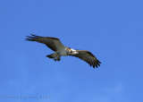 Eastern Osprey (Pandion cristatus)