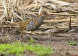 Buff-banded Rail (Hypotaenidia philippensis mellori)