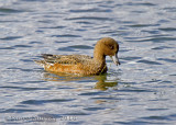 Eurasian Wigeon (Mareca penelope)