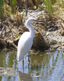 Snowy Egret (Egretta thula bewsteri)