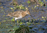 Lathams Snipe (Gallinago hardwickii)