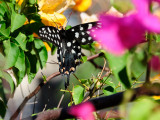 swallowtail butterfly6.JPG