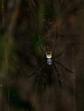Golden orb web spider.JPG