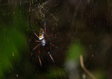 Golden orb web spider2.JPG