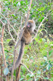 bamboo lemur6.JPG