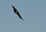 flying fox4.JPG