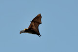 flying fox9.JPG