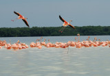 pink flamingo4.JPG