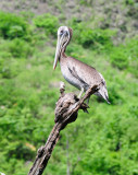 brown pelican2.JPG