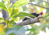 lineated woodpecker1.JPG