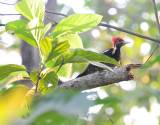 lineated woodpecker2.JPG