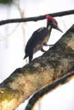 lineated woodpecker3.JPG