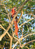 scarlet macaw1.JPG