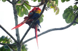 scarlet macaw2.JPG