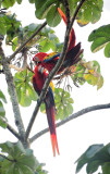 scarlet macaw3.JPG