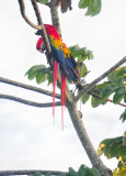 scarlet macaw4.JPG