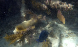 underwaterworld9.JPG