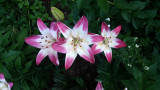 Lilies.jpg