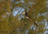 African Pied Hornbill - Bonte tok _MG_8593.jpg