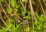 Beautiful Sunbird-Feeenhoningzuiger