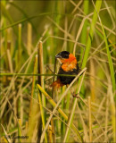 Northern Red Bishop-Oranjewever