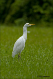 Cattle Egret - Koerreiger - Bubulcus ibis