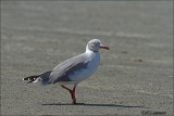Grey Headed Gull - Grijskopmeeuw -Chroicocephalus cirrocephalus 