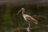  White ibis.- Immature -  Witte Ibis - Eudocimus albus   