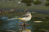 Grey Wagtail - Grote Gele  Kwikstaart - Motacilla cinerea