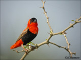 Northern red bishop -Oranjewever 