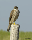 Sparrowhawk  -Sperwer_P4B2121