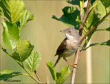 Whitethroat - Grasmus - Sylvia communis