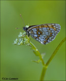 Heath Fritillary - Bosparelmoervlinder_MG_4830 