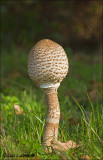 Parasol mushroom - Grote parasolzwam_MG_6189