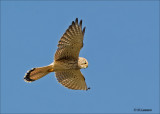 Common Kestrel - Torenvalk - Falco tinnunculus