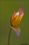 Wild tulip - Tulipa sylvestris ssp. australis_MG_4379