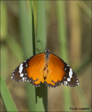 Plain Tiger (Danaus chrysippus) CP4B9120