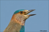 Indian Roller - Indische scharrelaar - Coracias benghalensis 