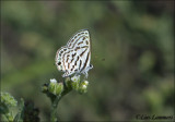 Mediterrean Pierrot_MG_6460.jpg