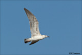 Heuglin’s Gull ??  - Heuglins Meeuw -  Larus heuglini 