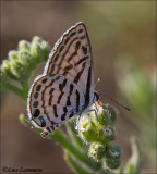 Mediterrean Pierrot_MG_6470 