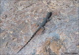   Arabian gecko - Arabische Gekko_MG_6589 