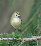 Goldcrest - Goudhaan - Goldcrest  - Regulus regulus  