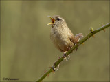 Eurasian Wren - Winterkoniing - Troglodytes troglodytes 