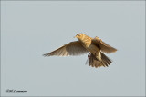 Eurasian Skylark - Veldleeuwerik - Alauda arvensis