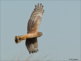 Hen Harrier - Blauwe Kiekendief -Circus cyaneus
