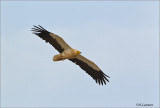 Egyptian Vulture Aasgier - Neophron percnopterus